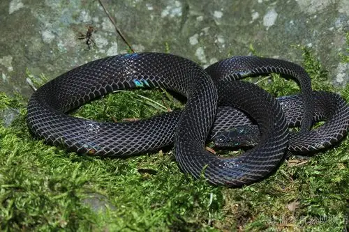 黑脊蛇achalinusspinalis