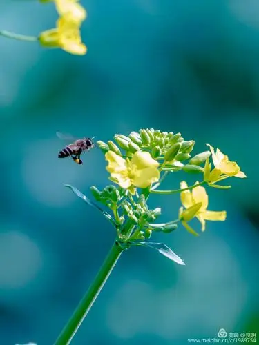 春天的风景,如一幅幅美丽的画卷,让游子陶醉在大自然的怀抱里,如痴如