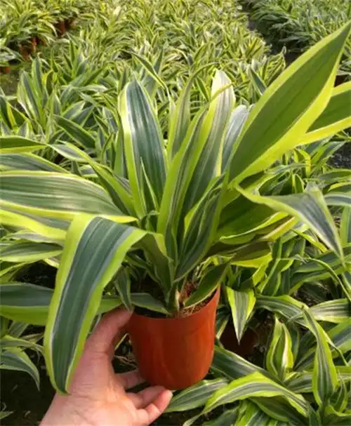 金边巴西木翡翠美人也门铁 巴西美人转运铁办公室绿植盆栽吸 转运铁高