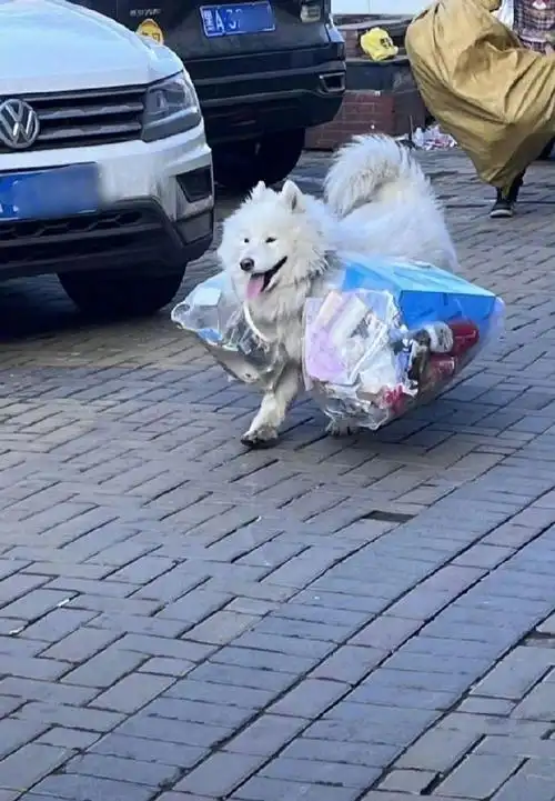 从表情能看出来它们很快乐#还记得去年陪主人捡垃圾的萨摩耶吗,他们