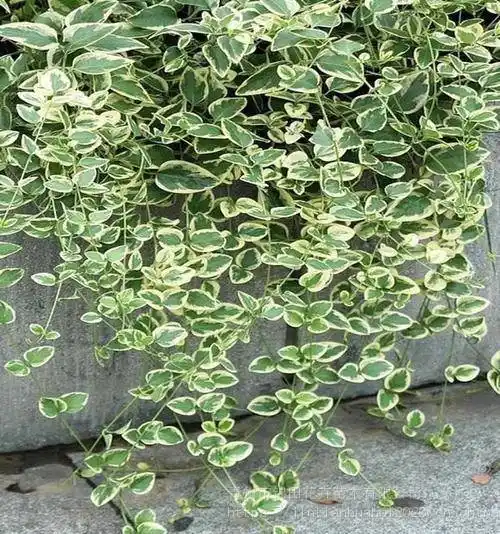 花叶蔓长春批发花叶蔓长春小苗花叶蔓长春出售