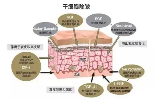 干细胞抗衰老有没有危险性