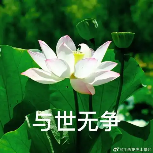 妈妈喜欢的荷花头像上新了##龙虎山##龙年游龙虎山