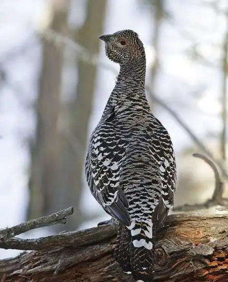 p>松鸡属(学名: i>tetrao /i>):是在松鸡科中体型最大的1属 a href="