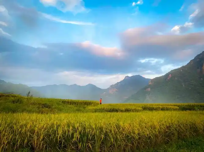秋天收获的季节,看看硕果满满的稻田景色!