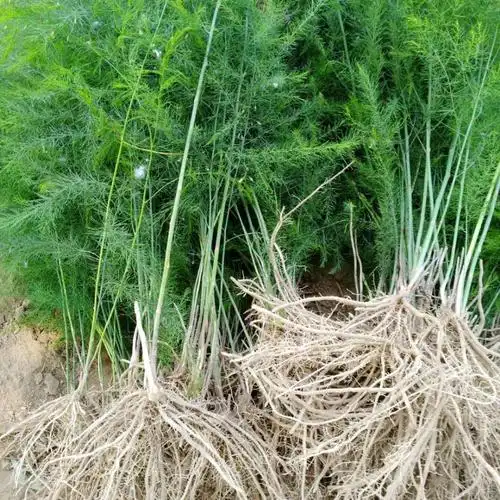 芦笋种植(芦笋种植喜阴还是喜阳)