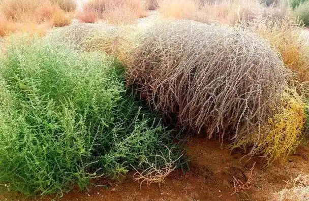 风滚草在中国叫什么菜(风滚草介绍)