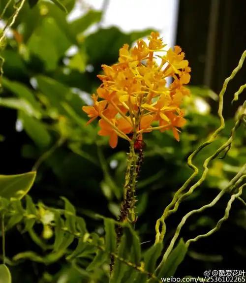 芦茎树兰,兰科树兰属,长长的茎高高直挺,花序自茎顶生长,唇瓣在花朵上