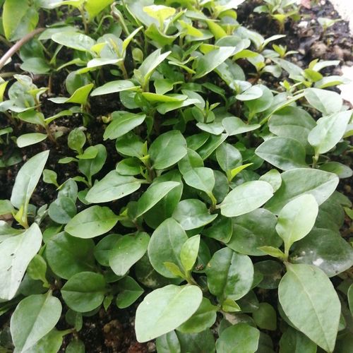 野生中草药藤三七种子珠芽藤子三七藤子川七庭院花卉种籽草本植物