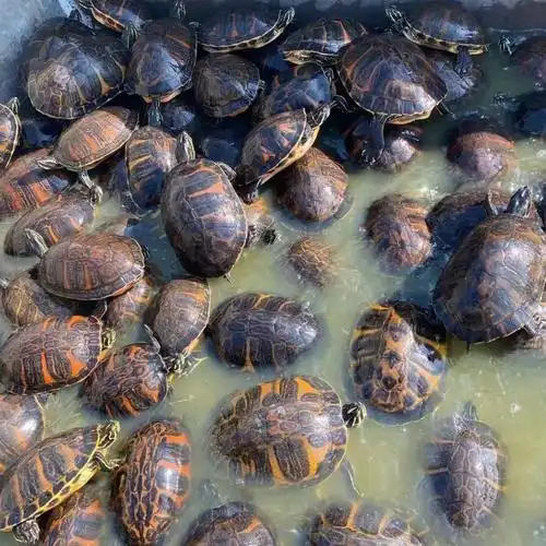 火焰龟活体 养殖场直销外塘火焰深水龟,可鱼缸混养素食动物吃菜好养