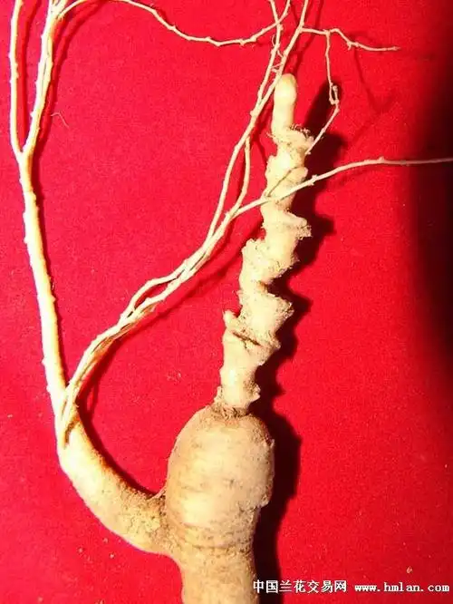 人参芦头人参芦