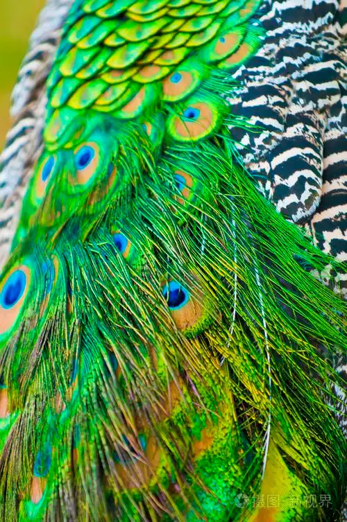 孔雀的尾巴