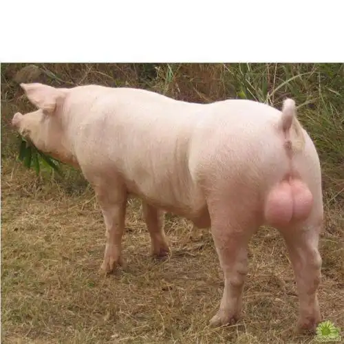 三元杂交猪的培育注意要点