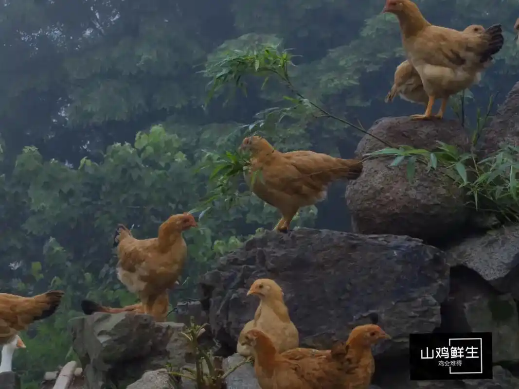 生态散养土鸡 百亩山林,天然氧吧,生态养殖,一份坚守,一份 - 抖音