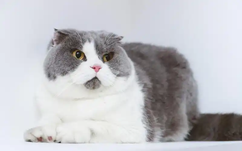 英短蓝白折耳猫汤圆