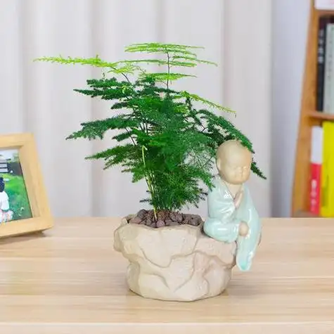 文竹盆景怎么养护,关于文竹盆景的正确养法