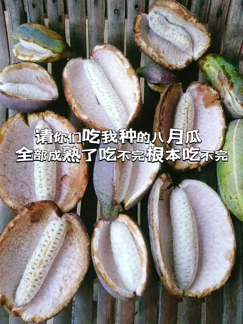 自己家种的八月瓜全部都开裂了,吃不完根本吃不完!籽多肉少,吃 - 抖音