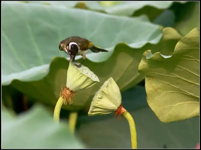 > [分享]微风轻拂花草香(花鸟鱼虫杂拍)