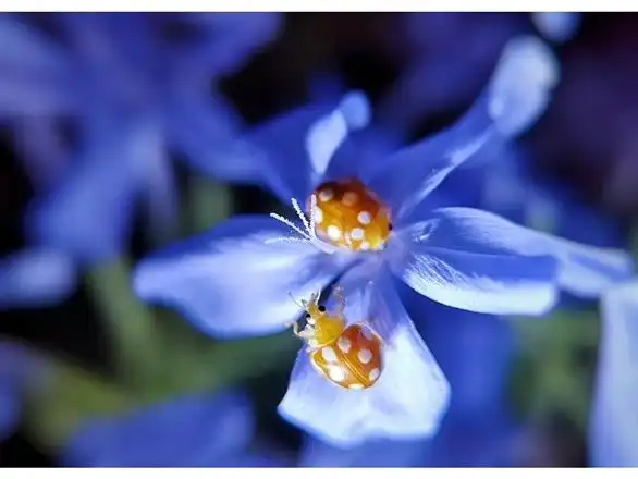 【首发】七星瓢虫