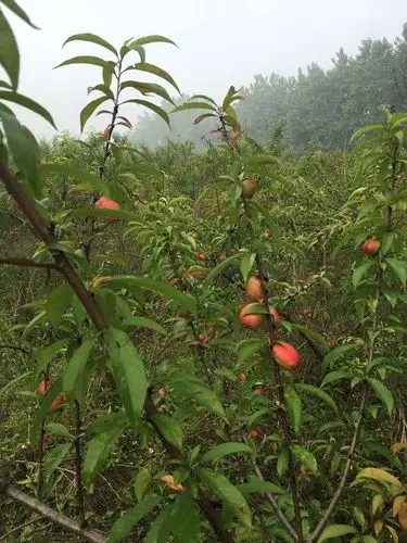 山桃树选择什么时间进行修剪?