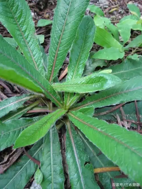 地胆草:路边一种常见野草,炖肉煲汤是一绝,简直不要太美味!