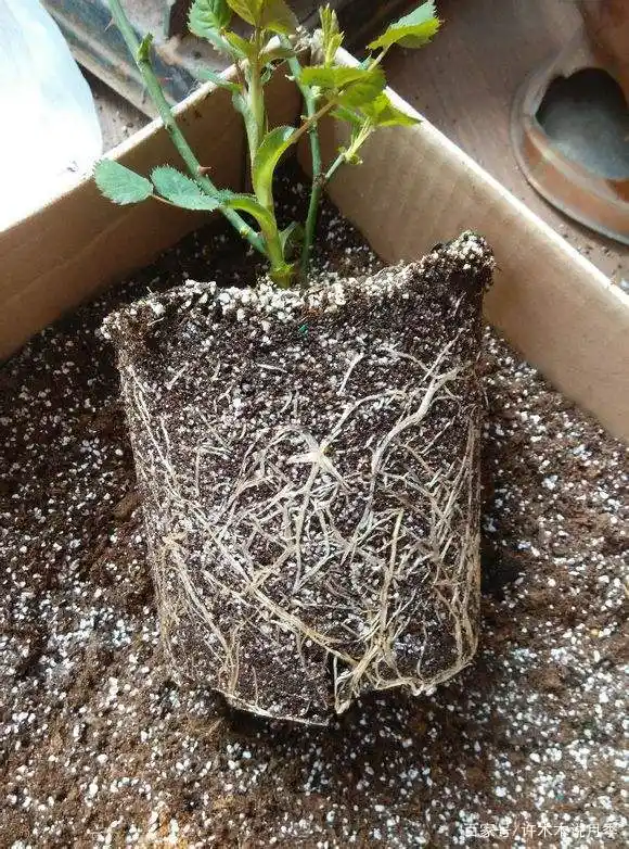 想要月季开花多,更健壮.养好根系最重要,5招教你迅速壮根