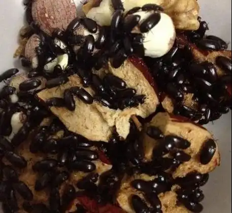 正宗九龙虫洋虫长寿命虫活体中药喂养繁殖快食用专业饲养箱盒——蚁之