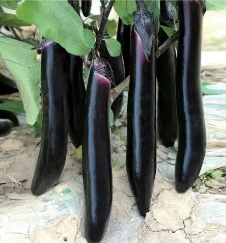 韩国大黑长茄子良种