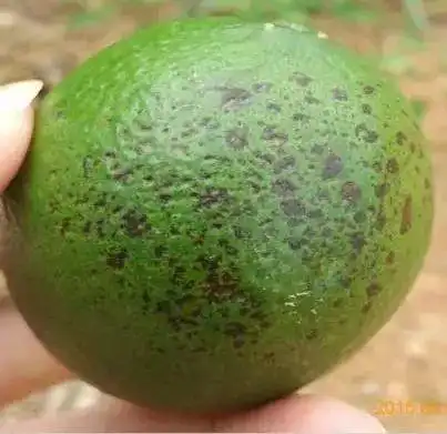 容易产生药害的杀虫剂汇总毒死蜱瓜类苗期使用100药害