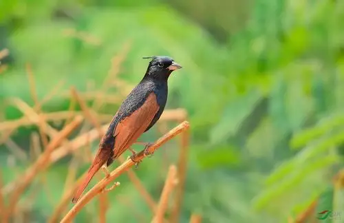 广西弄岗常见鸟