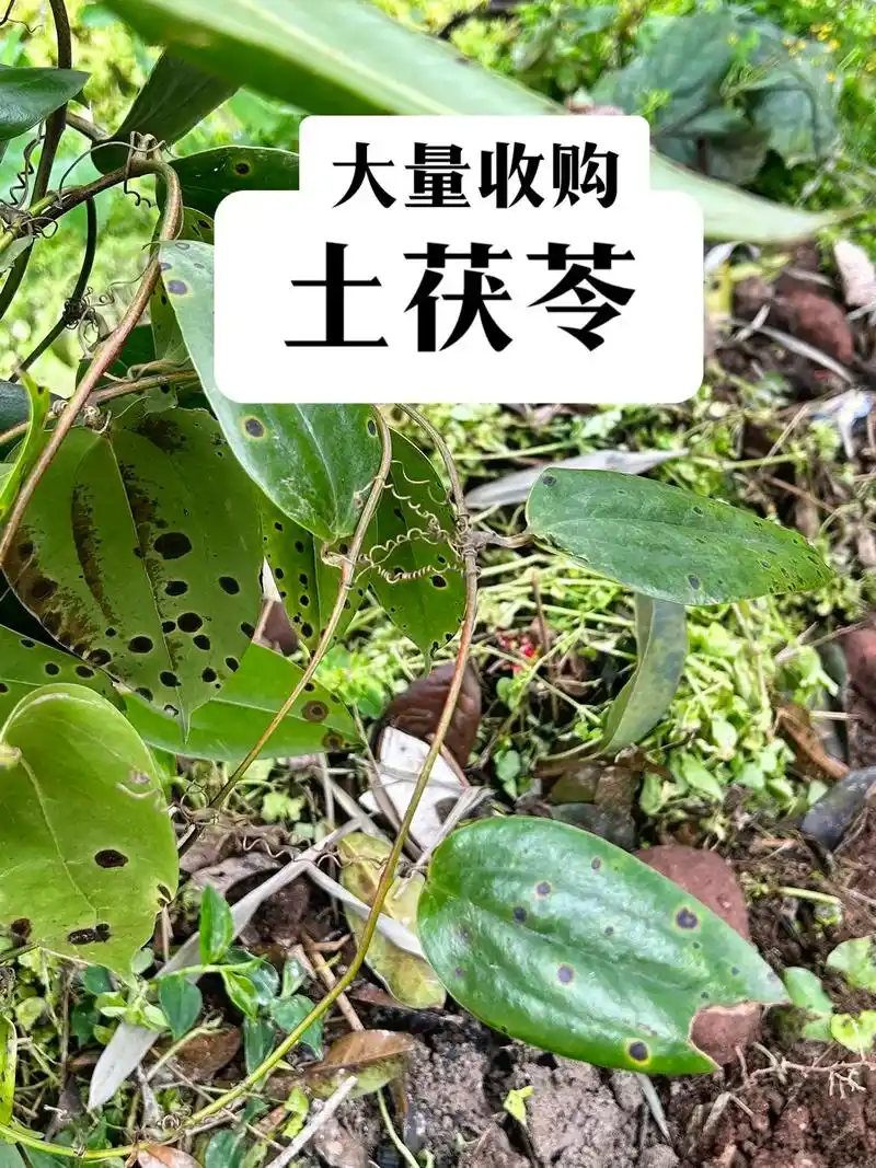 大量收购土茯苓