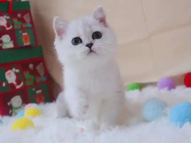 北京英短银渐层猫舍2022年属于你的