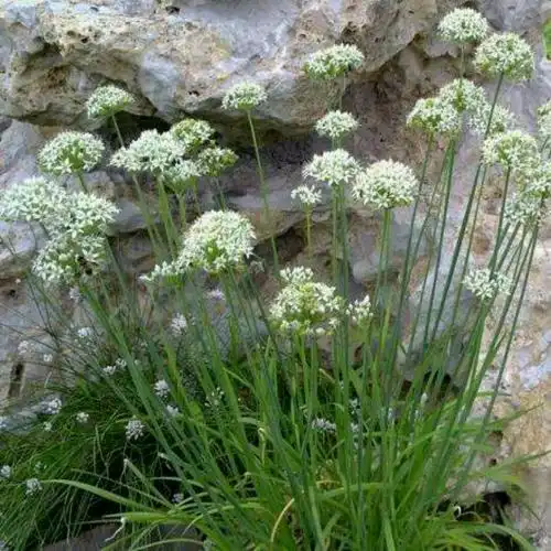 山韭菜用处多又多