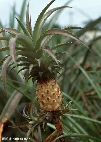 菠萝是张在树上还是地上
