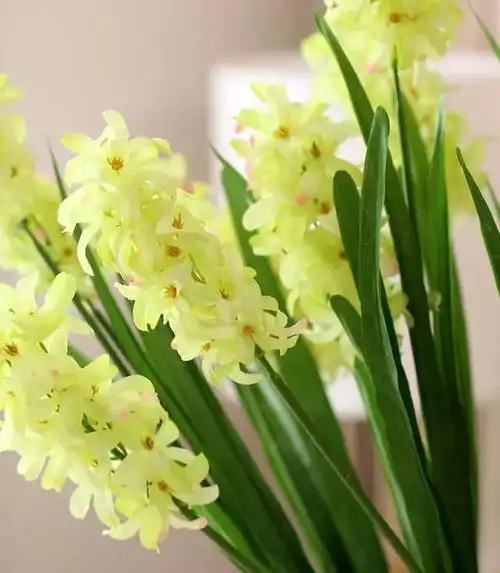 风信子的花语 风信子的花语(蓝色风信子的花语) 生活