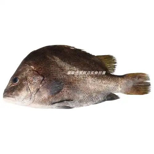 当天现捕包公鱼生猛海鱼野生黑包公鱼鲷鱼新鲜海鱼海钓刺身鱼500g