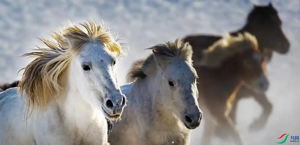 冬日蒙古马