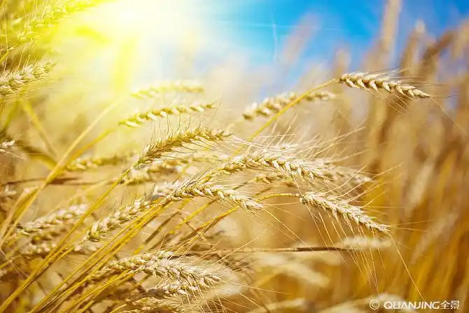 小麦图片_图片大全