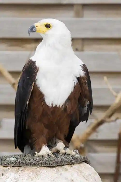 捕猎物的鹰图片-捕捉到猎物的鹰素材-高清图片-摄影照片-寻图免费打包