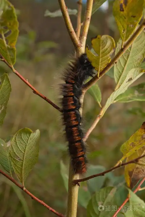 树枝上的毛毛虫