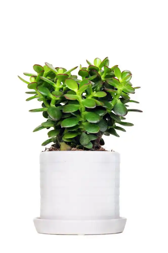 小型室内盆栽图片素材(图片id:92989)_-花草图片-花的图片-图片素材_