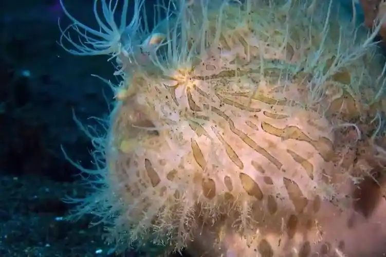 条纹躄鱼长满小肉刺能在水里爬行镜头拍下捕猎过程