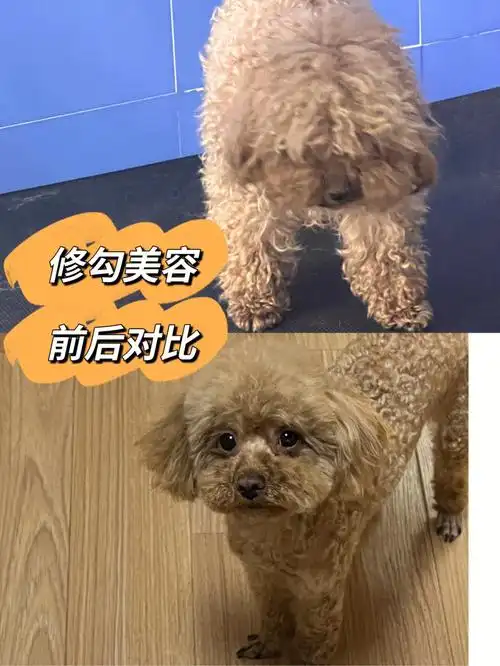 小狗美容前后对比