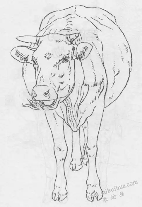牛的白描作品图片欣赏