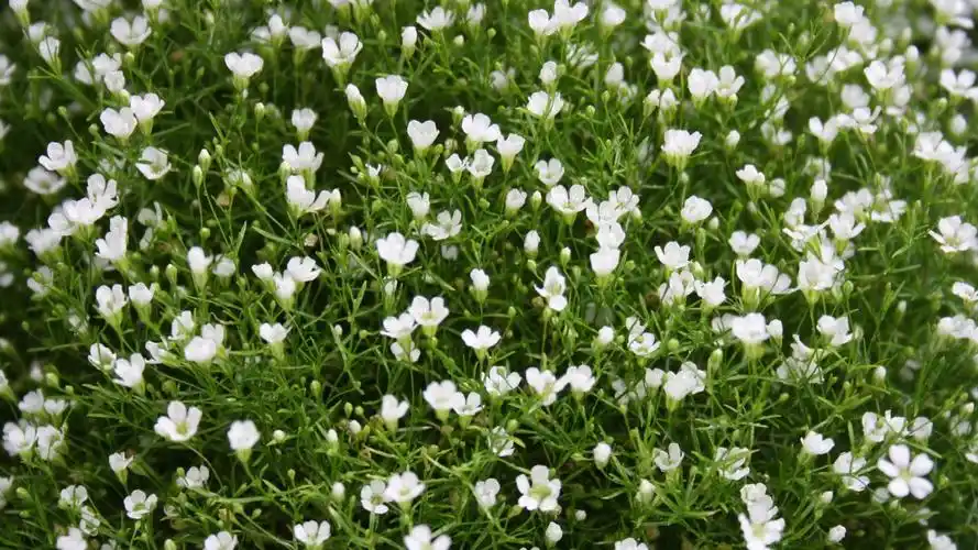 满天星高清图片大全-花卉壁纸-高清花卉图片-第3图-娟娟壁纸