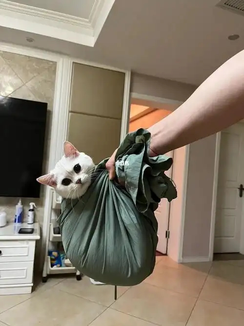 确认过眼神小猫咪喜欢绿色的麻袋