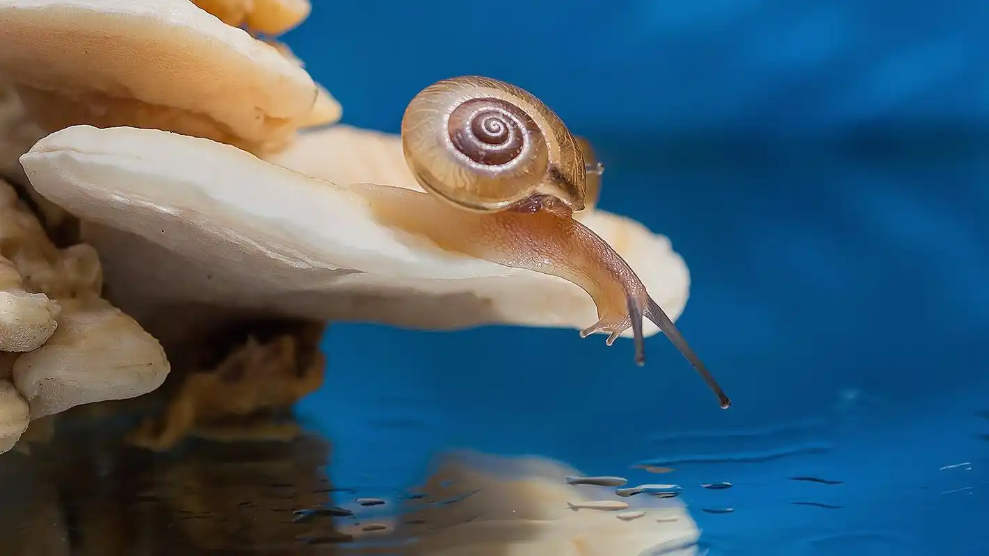 爬行的蜗牛高清摄影图片桌面壁纸