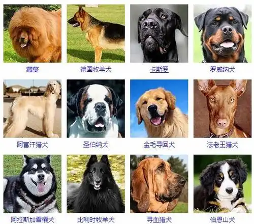 大型犬品种大全-大型狗狗图片