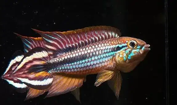 阿卡西短鲷饲养方法