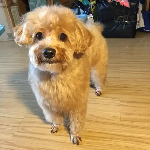 泰迪的卷毛拉直了会是什么样? - 知乎